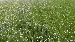 Flax Fields