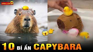  Tất Tần Tật 10 Bí Ẩn Ly Kỳ Về Capybara ‘Bộ Trưởng Ngoại Giao’ Của Thế Giới Động Vật I Kính Lúp TV