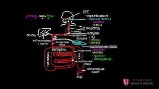 Пищеварительная система человека (2 часть из 4) | Рост и обмен веществ | Медицина