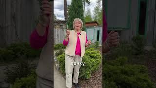 Что делать, когда обгорели хвойные?