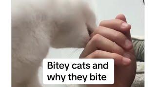 Tip Talk ~ Bitey Cats