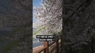 광교산#광교산호수길#광교호수둘레길#수원산책로#수원벚꽃명소#수원가볼만한곳#아름다운길#벚꽃엔딩