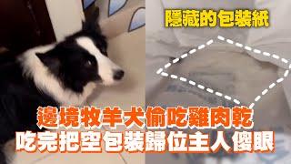 邊境牧羊犬偷吃雞肉乾　吃完還把包裝歸位主人傻眼｜寵物動物｜汪星人