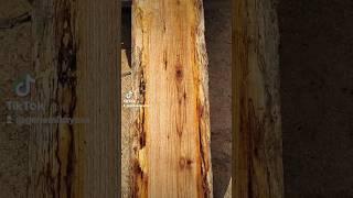 PamlicoSlabLab Select Stock #woodworking  #chainsaw #wood #beautiful #liveedge #woodturning #tables