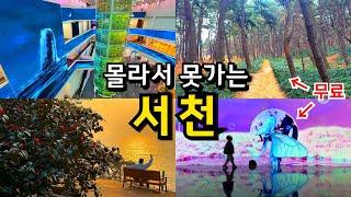 [국내여행] 반드시 가봐야 하는 충남 서천 당일치기 여행 Best5 (3월 4월 동백꽃개화) /신상명소, 카페, 맛집 포함