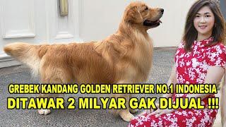 Ditawar 2 Milyar Gak Dijual, Kita Grebek Kandang Golden Retriever No.1 Indonesia - Gold Legend Kenel