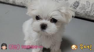 말티즈 견생 83일차 첫 시비가 붙어따!