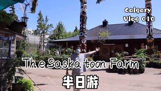 加拿大卡尔加里周边游 the saskatoon farm 卡加利周边农场