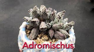 Adromishcus Collection  New and Rare Succulents