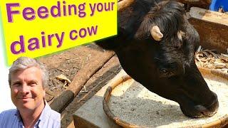 Feeding the Dairy Cow - a video for small scale farmers