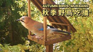 Autumn Bird Mukbang original sound without Music