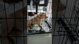 Adorable Puppy's Sleepy Time #Charlie #dog #puppy #goldenlab #sleep #shorts #youtubeshorts