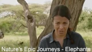 Nature's Epic Journeys  - Elephants 01Ep 01