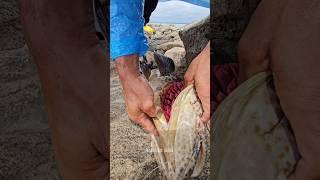 10kg+വരുന്ന ഹമൂർ  #grouper #fishing