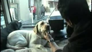 犬しつけ（ラブラドールしつけ方）吠え・トイレ・噛みつき・散歩