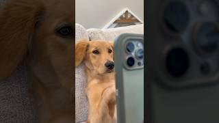 Dogs do anything to get out of the vet.