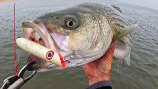 Beach Fishing Bass Pounded Topwater and Bucktails!