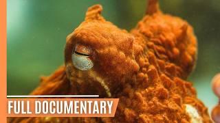 Secrets of the Deep: The Mysterious Lives of Giant Pacific Octopuses | Free Documentary