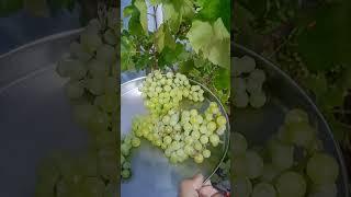 grapes harvesting at my home 🫒#trending #terracegarden #garden #youtubeshorts #ytshorts #shorts