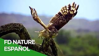 Rápido y Letal, Todos los Episodios | Free Documentary Nature - Español