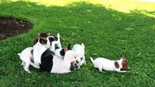 Toy Fox Terrier Puppies for Sale