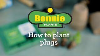 How To Plant Plugs