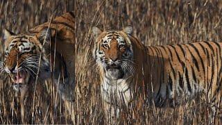 DHIKALA Grassland Tiger Sighting Latest VIRAL#jimcorbett #tiger