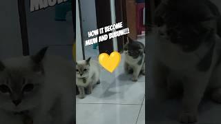 The Origins of Miuw and Bubu! OMG! Is Love at Fist Sight?  #shorts #catshorts #cat