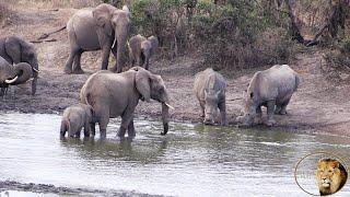 Elephant Herd Encounter Rhinos for the First Time?