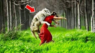 The Reason Why This Wolf Pounced On The Girl Surprised Even The Hunter