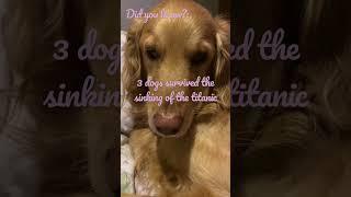 Some amazing dog facts…#shorts #dog #dogs