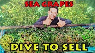 BUKIDS270- Harvesting Lato (Sea Grapes) para pambenta | Buhay probinsya