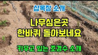 #옥전농부#나무심은곳 한바퀴 돌아보네요#삽목장 소개#키우고 있는 나무소개