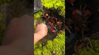 Fish trapping!! Crab catching, hand catching true crab, mud crab #fishing #crab #viralvideo #shorts