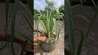 how to grow tuberose rajnighandha #shorts #rajnigandha #flowers