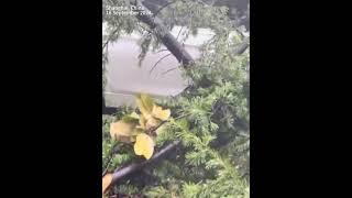 Tree branches cut and cars crushed as strongest typhoon, the Bebinca, hits Shanghai