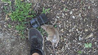 Torrington residents dealing with rats 'the size of a baked potato'