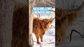 Winter wonderland!! #highland #cattle #cow #farmlife #homestead #ranch #ranchlife #oklahoma