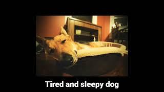 Tired and sleepy dog, so cute~ #shorts AnimalTube - World of animals