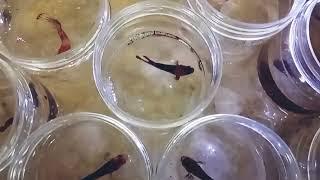 koi plakad betta, Betta Aquarium, Chennai RR Aquarium | Free shipping Tamil Nadu