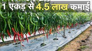 Profitable Chilli Farming Mp India