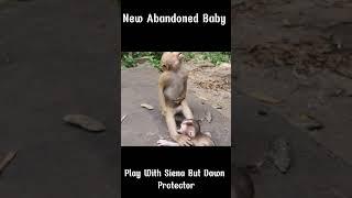 Reaction of Siena with new Abandoned Baby monkey  #monkey #sovannagroup #babyanimal