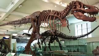 American Museum of Natural History in New York City hold 32 million incredible & fascinating items!