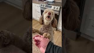 Charlie Loves Chips.#poodle #dog #fyp