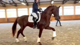 So talented! Young Gelders stallion Pharaoh DG at the KWPN-NA annual General meeting