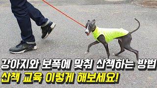 강아지와 보폭에 맞춰 산책하는 방법 [퍼피트레이닝]