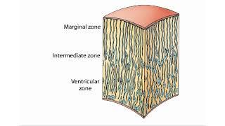 Neural development embryology animation | Neural tube development | Shomu's Biology