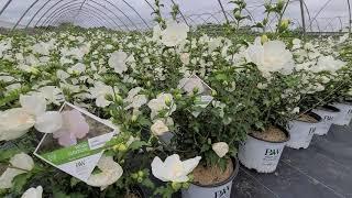 Hibiscus White Chiffon® (Rose of Sharon) // EXCELLENT White Flowering Shrub From Proven Winners®️