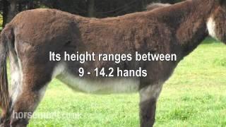 The Horsemart breed guide to Donkey