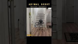 Animal Robotic - Boston Dynamics